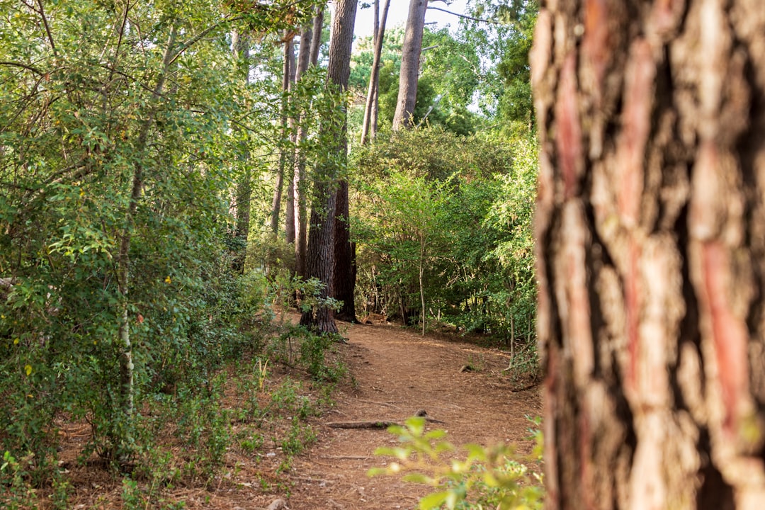 Exploring the Great Outdoors: Pet-friendly Hiking Trails